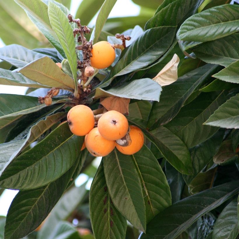 Eriobotrya x japonica - Nespolo del Giappone (Fogliame)