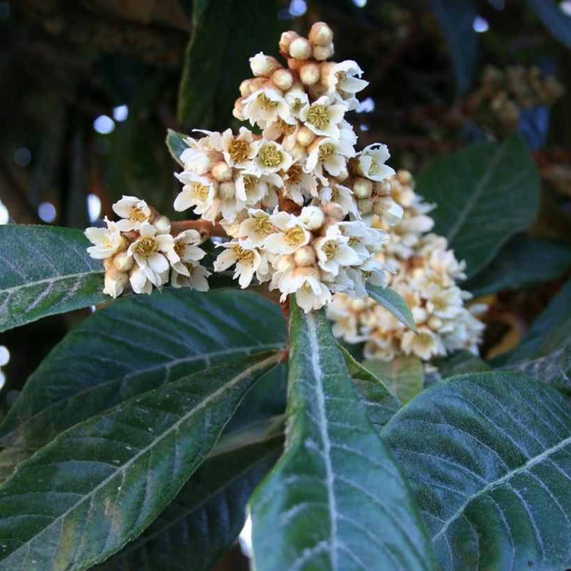 Eriobotrya x japonica - Nespolo del Giappone (Fioritura)