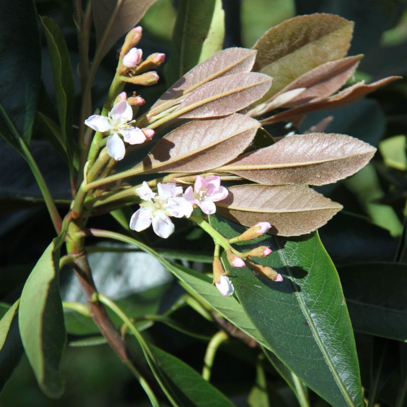 Rhaphiobotrya Coppertone (Fioritura)