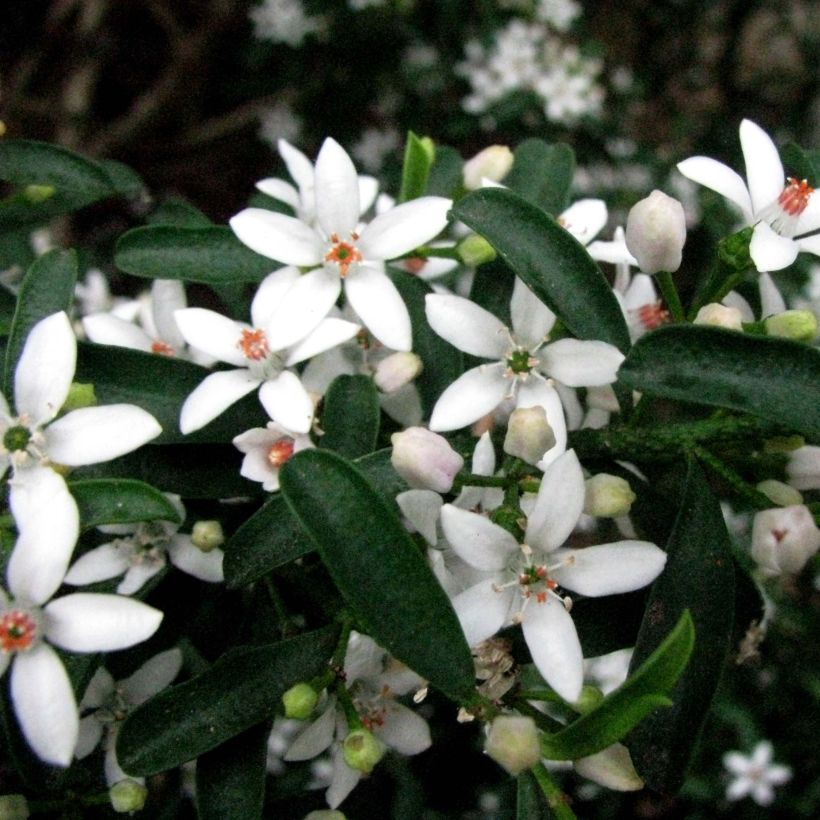 Eriostemon myoporoides (Fioritura)