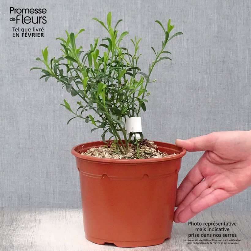 Eriostemon myoporoides - Philotheca Pot de 3L/4L esemplare consegnato in inverno