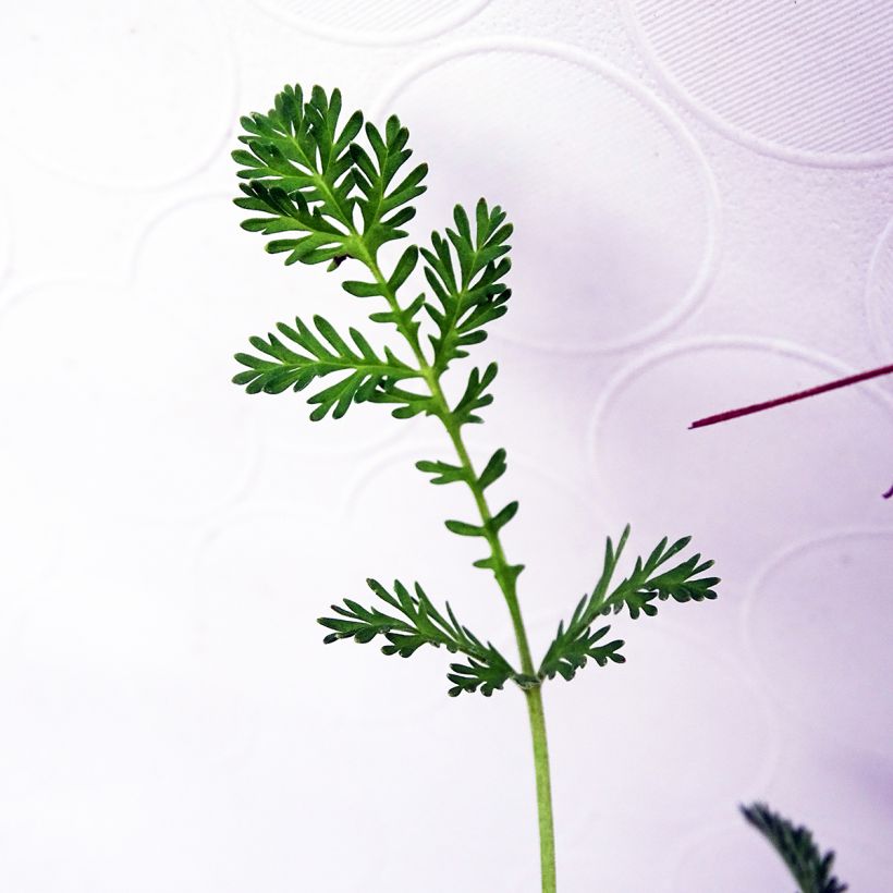 Erodium Stephanie (Fogliame)