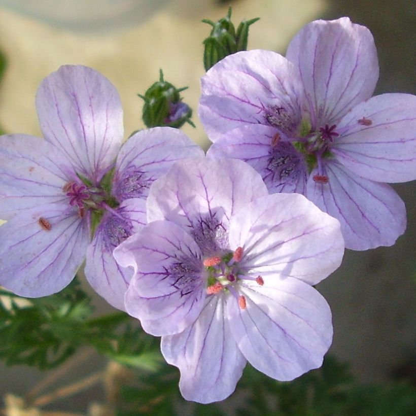 Erodium Stephanie (Fioritura)