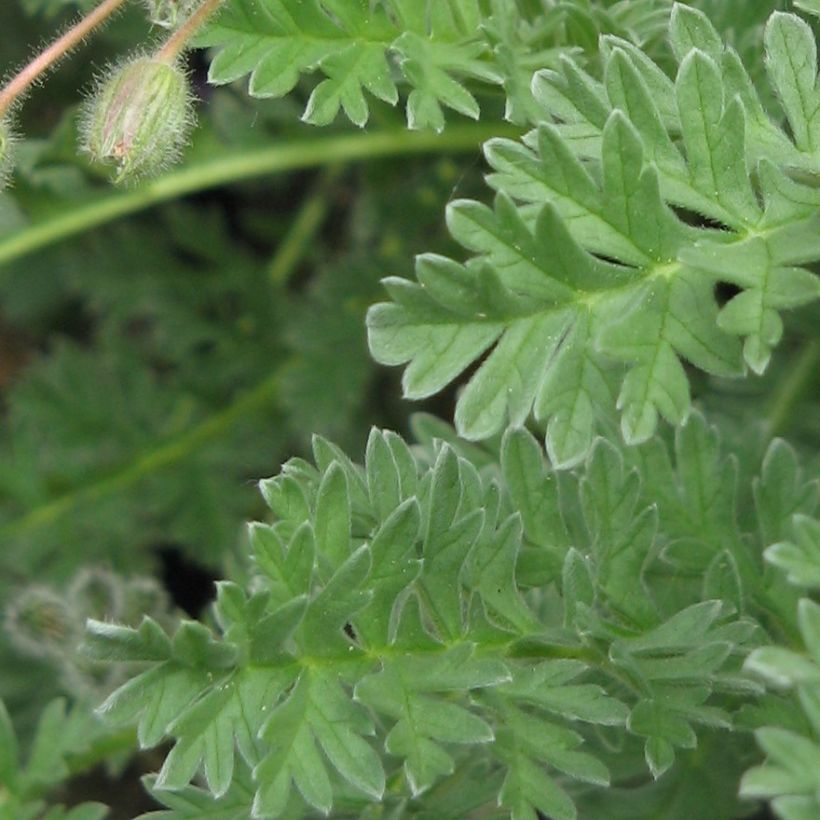 Erodium chrysanthum (Fogliame)