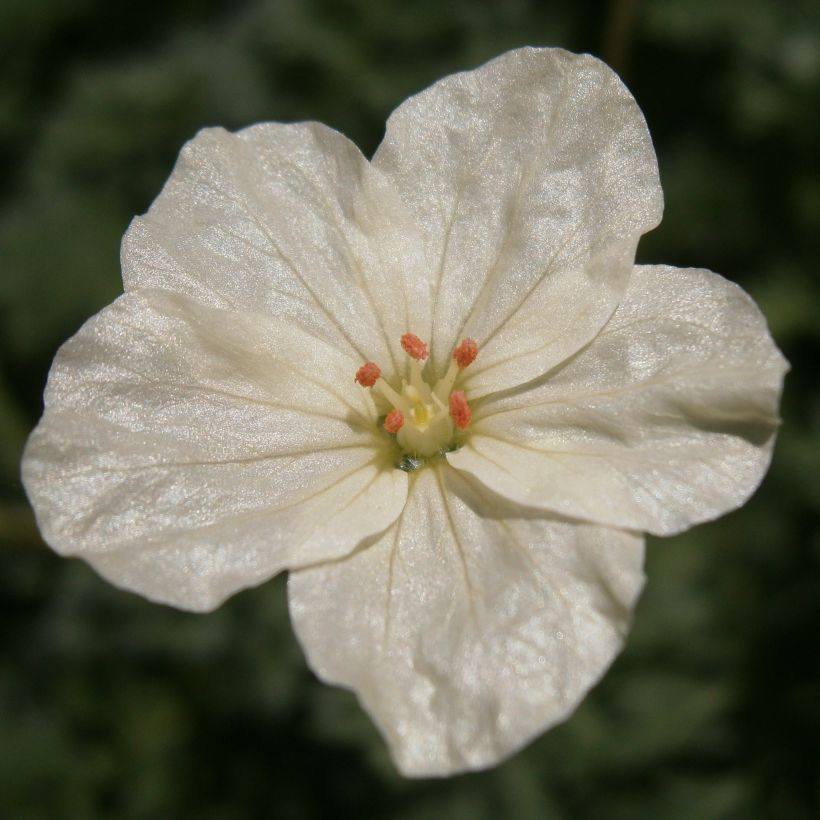 Erodium chrysanthum (Fioritura)