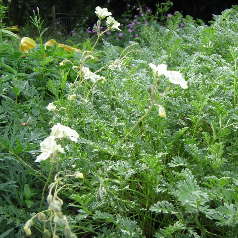 Erodium chrysanthum (Porto)