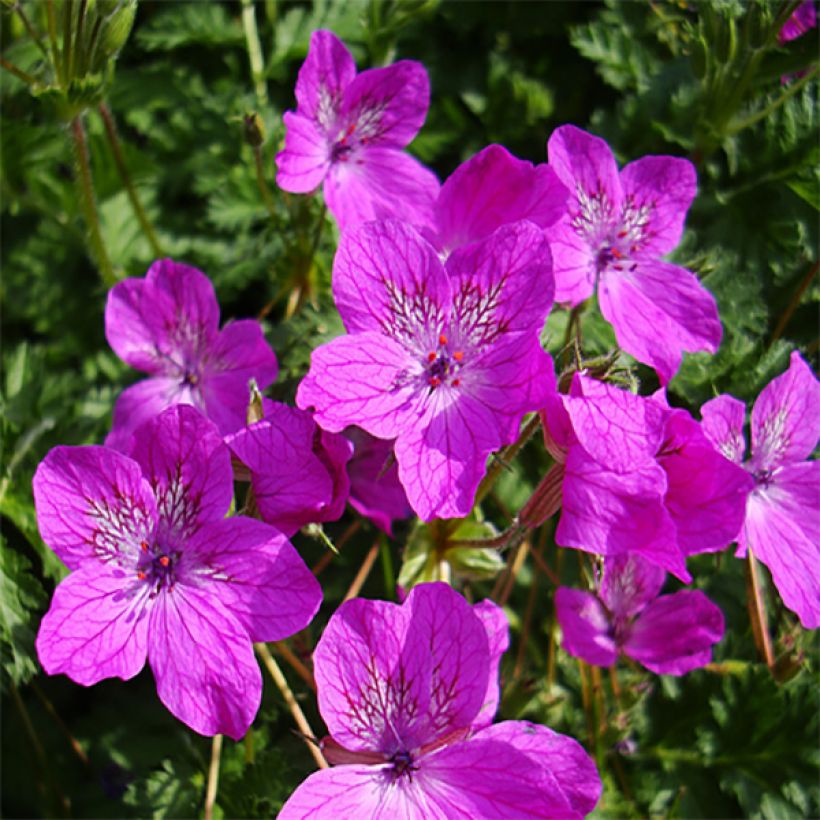 Erodium manescavii (Fioritura)