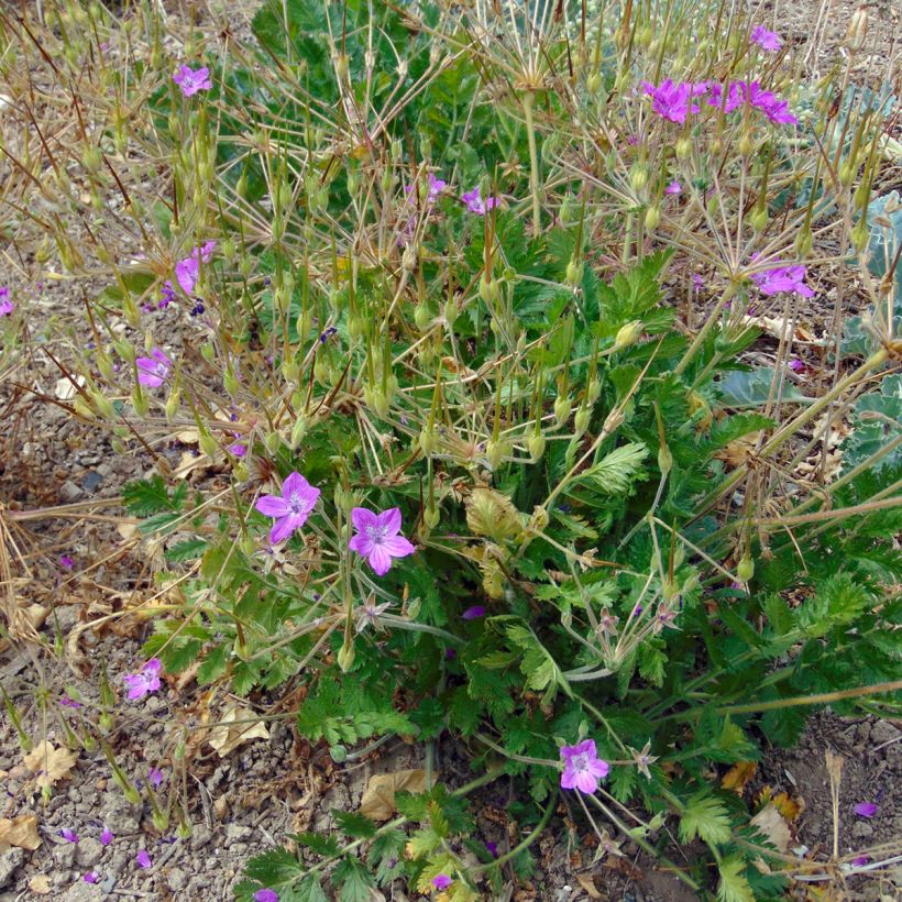 Erodium manescavii (Porto)