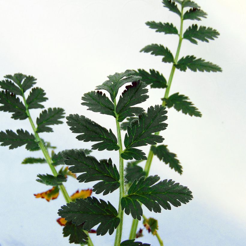 Erodium manescavii (Fogliame)