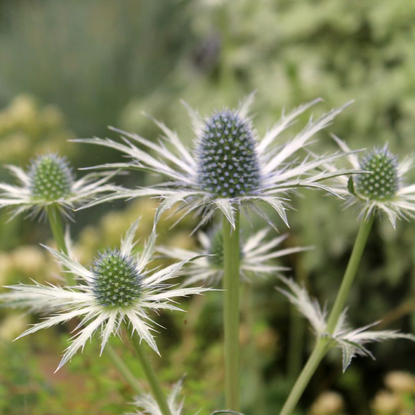 Eryngium zabelii Jos Eijking (Fioritura)