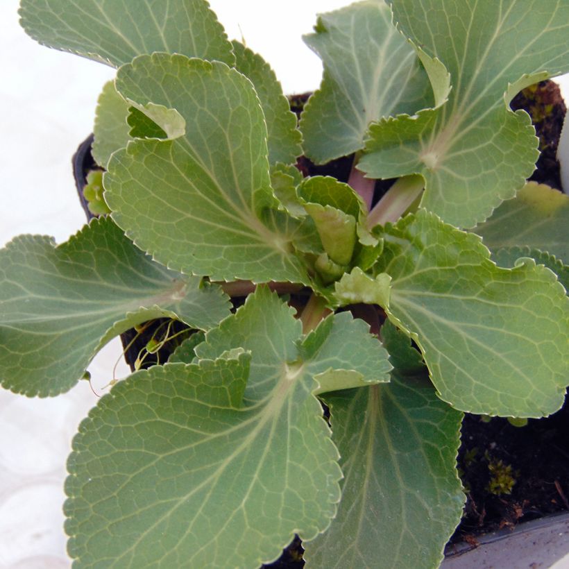 Eryngium planum Tiny Jackpot (Fogliame)