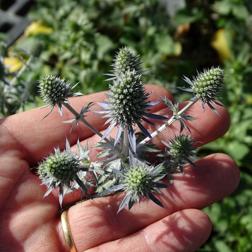 Eryngium planum Tiny Jackpot (Fioritura)