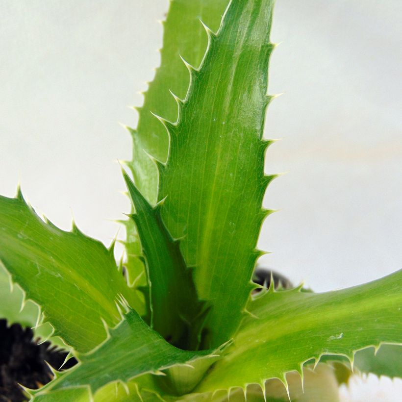 Eryngium agavifolium (Fogliame)