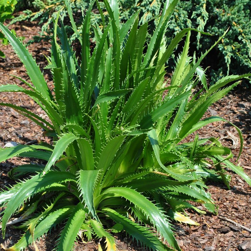 Eryngium agavifolium (Porto)