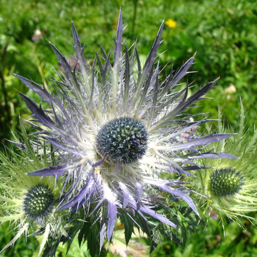 Eryngium alpinum Blue Star - Panicaut (Fioritura)