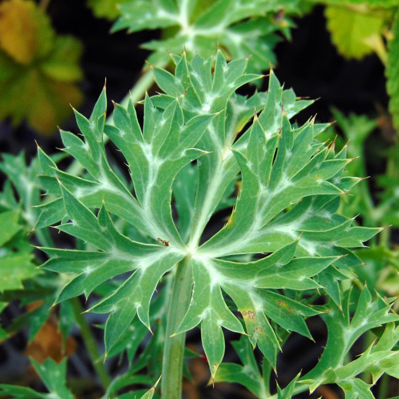 Eryngium bourgatii (Fogliame)