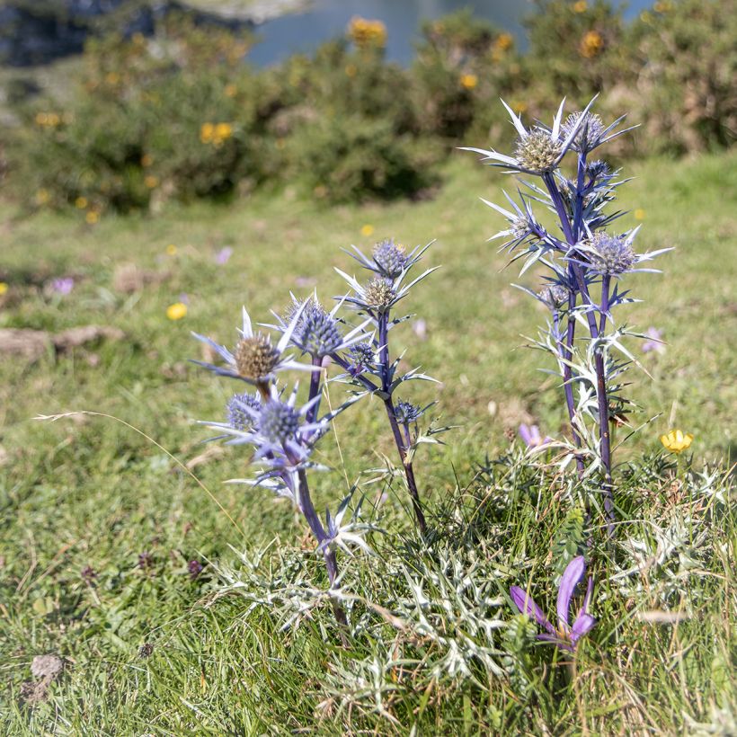 Eryngium bourgatii (Porto)