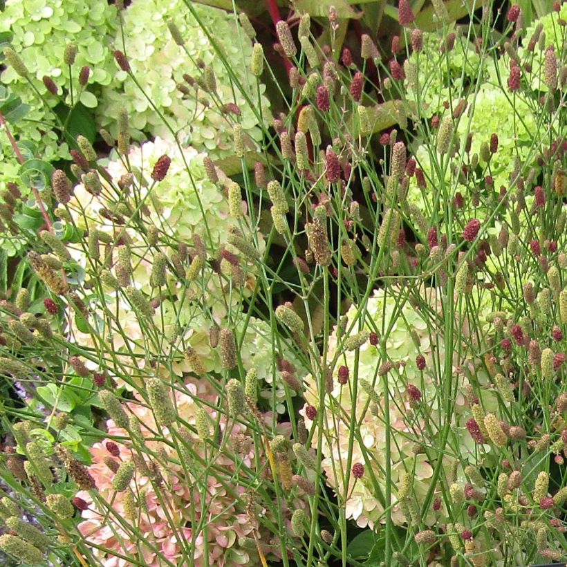 Eryngium ebracteatum var. poterioides (Fioritura)