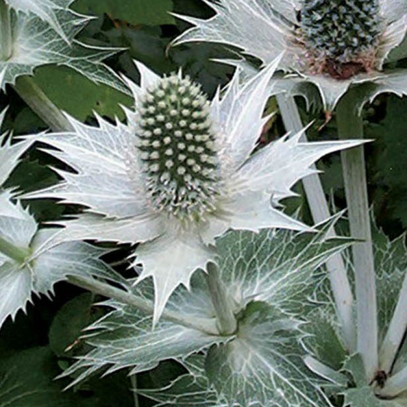 Eryngium giganteum (Fioritura)