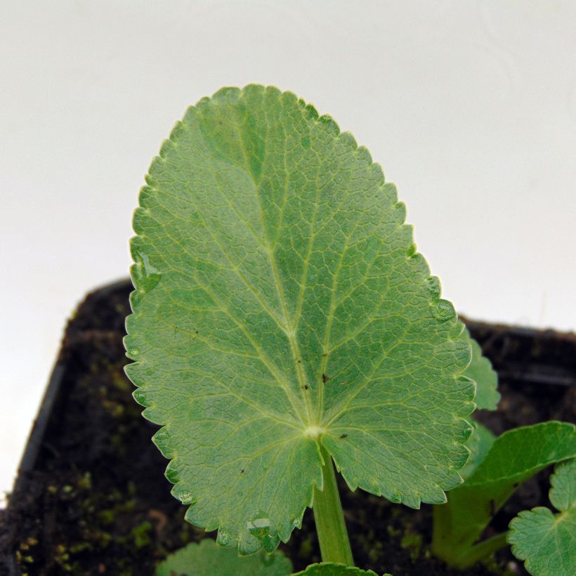 Eryngium giganteum (Fogliame)