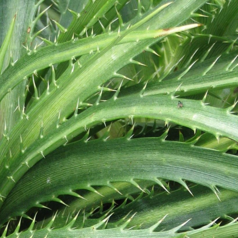 Eryngium horridum (Fogliame)