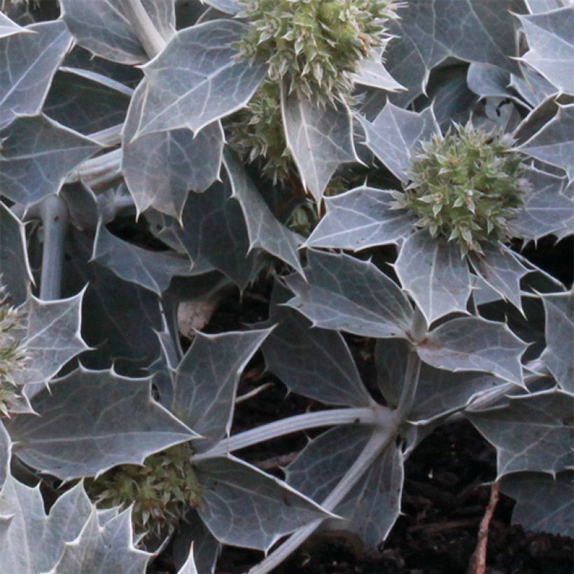 Eryngium maritimum - Calcatreppola marittima (Fogliame)