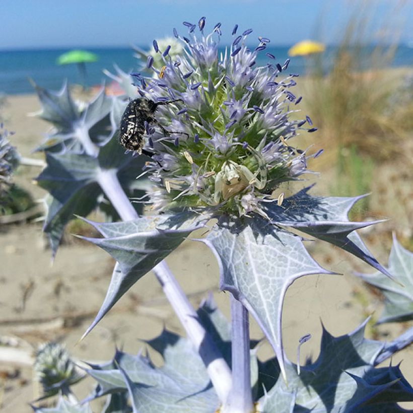 Eryngium maritimum - Calcatreppola marittima (Fioritura)