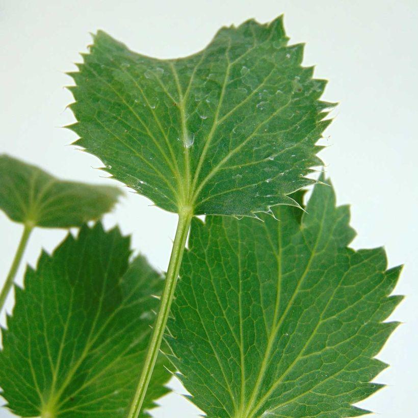 Eryngium oliverianum (Fogliame)