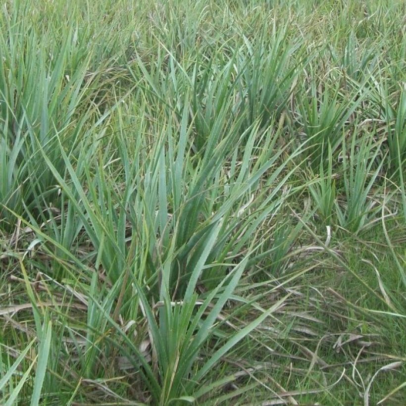 Eryngium pandanifolium (Porto)