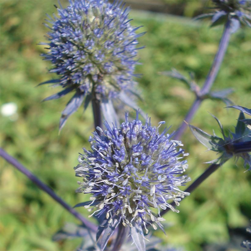 Eryngium planum Blauer Zwerg (Fioritura)