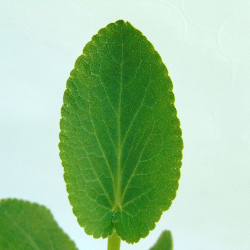 Eryngium planum Blauer Zwerg (Fogliame)