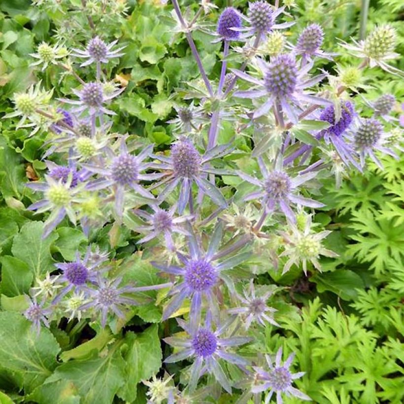 Eryngium planum Blue Hobbit (Fioritura)