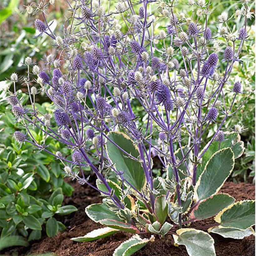 Eryngium planum Jade Frost (Porto)