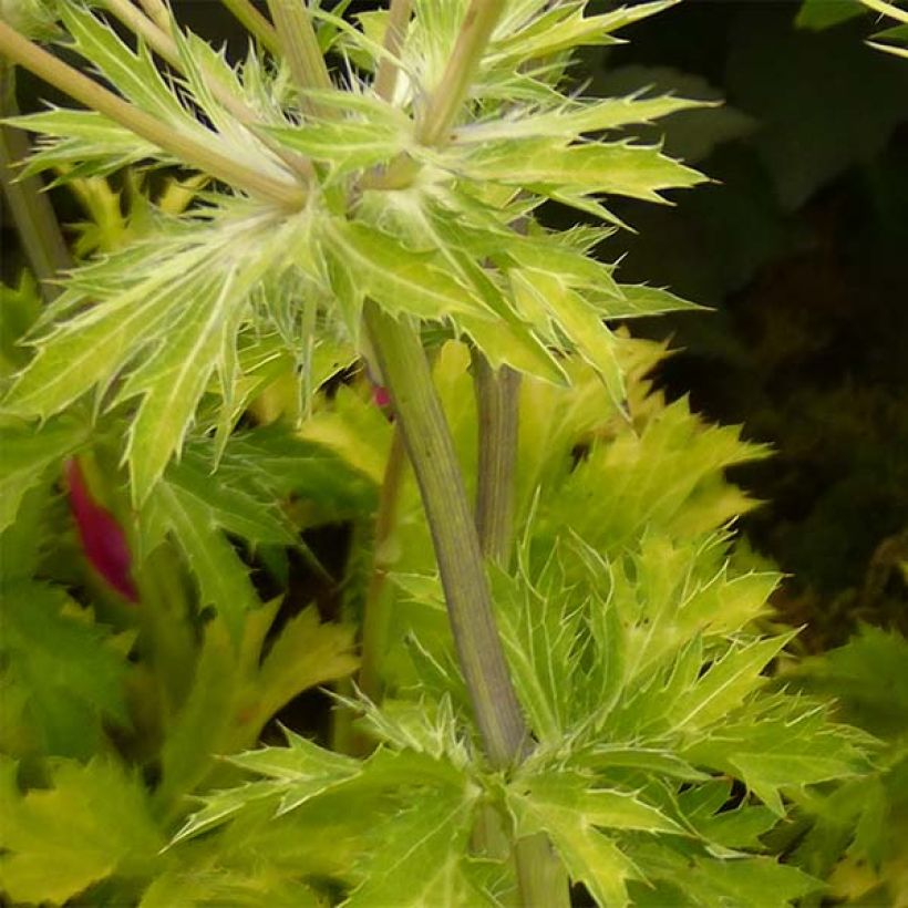 Eryngium planum Neptune's Gold (Fogliame)