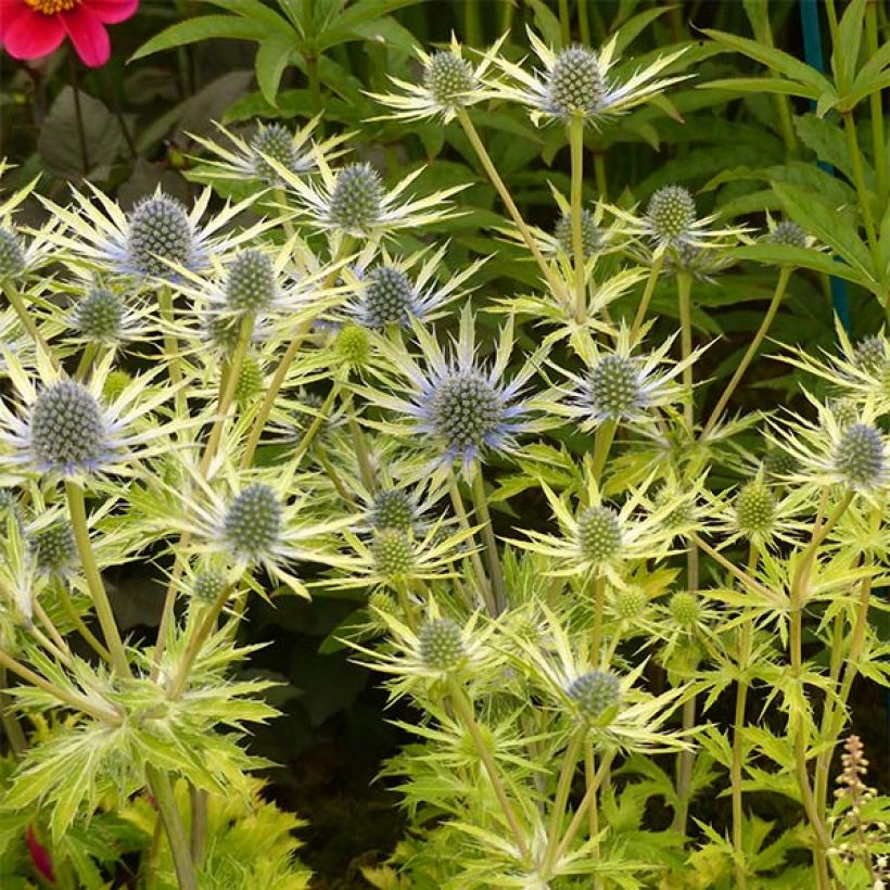 Eryngium planum Neptune's Gold (Porto)