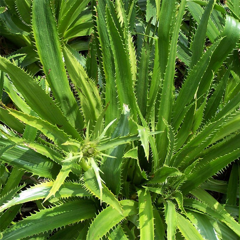 Eryngium serra (Fogliame)