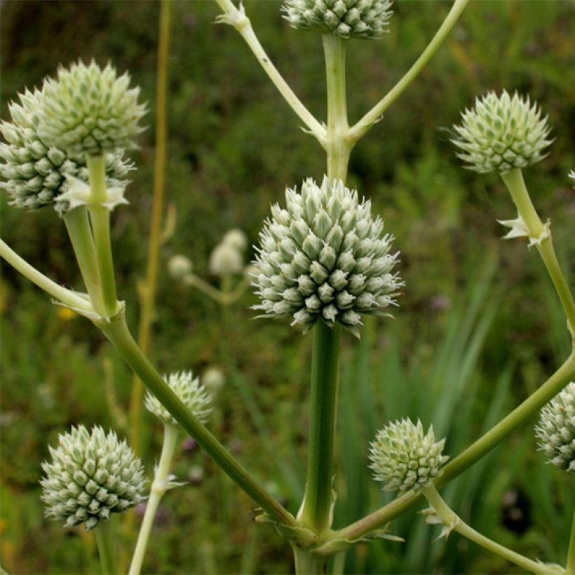 Eryngium serra (Fioritura)