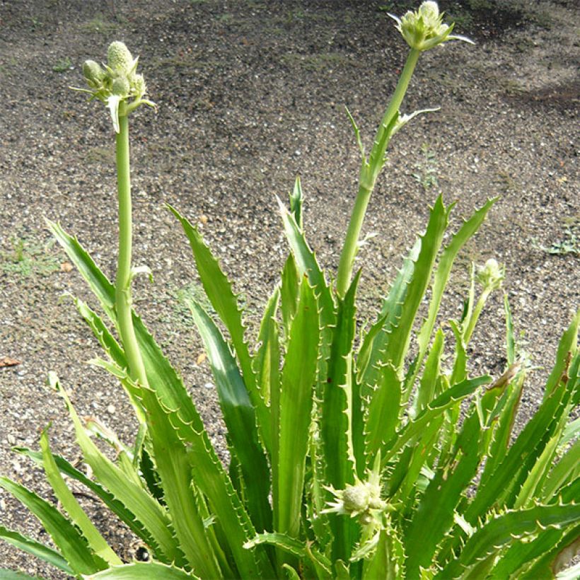 Eryngium serra (Porto)