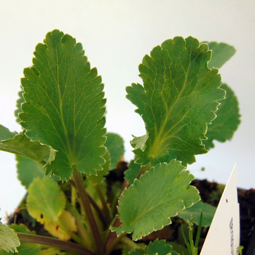 Eryngium tripartitum (Fogliame)