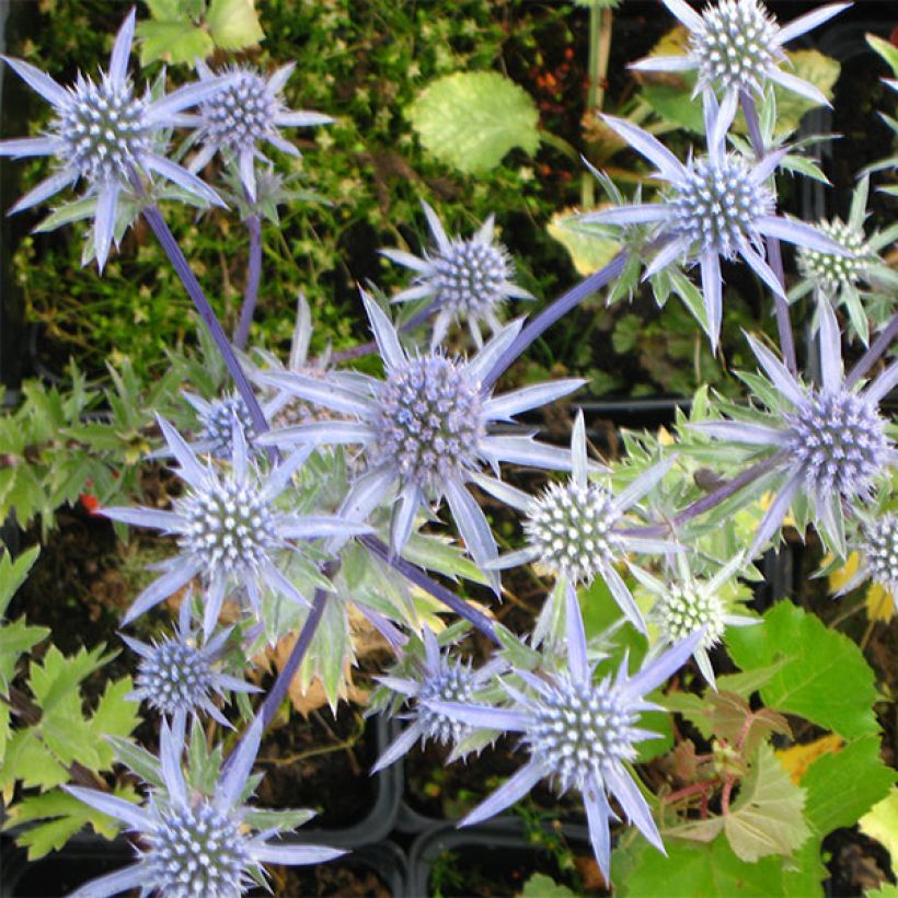 Eryngium tripartitum (Fioritura)