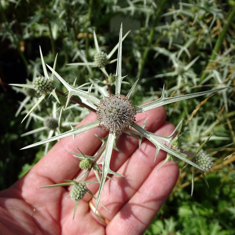 Eryngium variifolium (Fioritura)