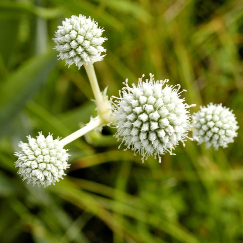 Eryngium yuccifolium (Fioritura)