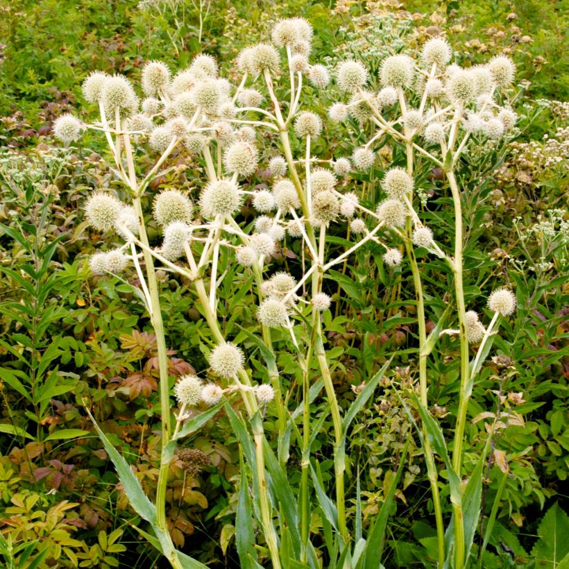 Eryngium yuccifolium (Porto)