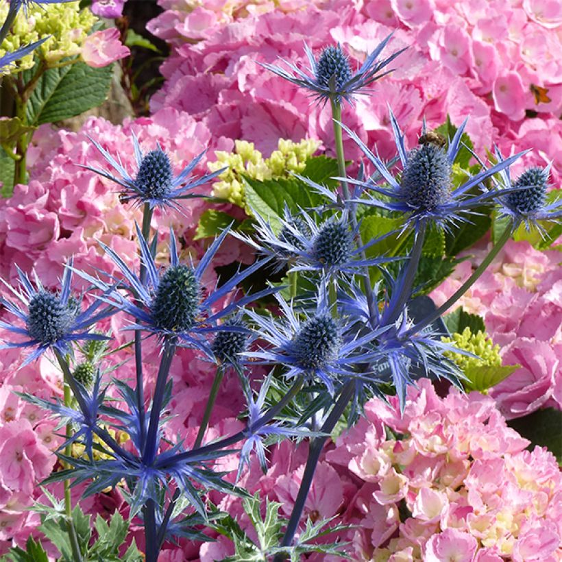 Eryngium zabelii Big Blue (Fioritura)