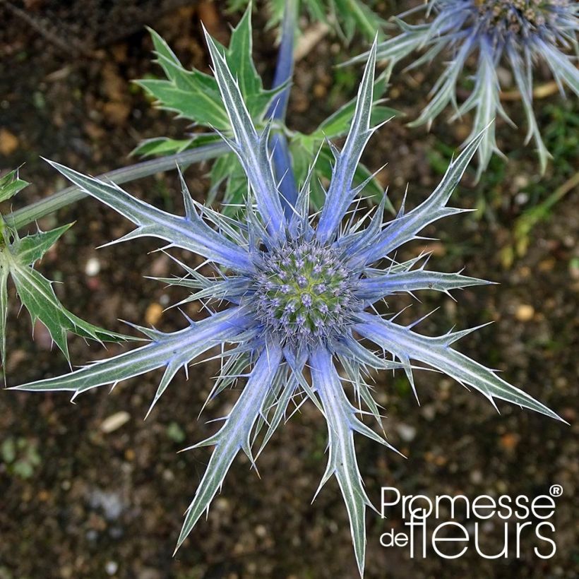 Eryngium zabelii Violetta (Fioritura)