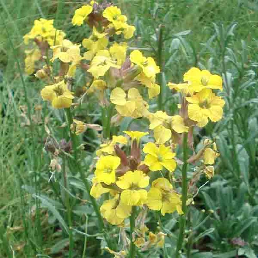 Erysimum Jubilee Gold - Violaciocca (Fioritura)