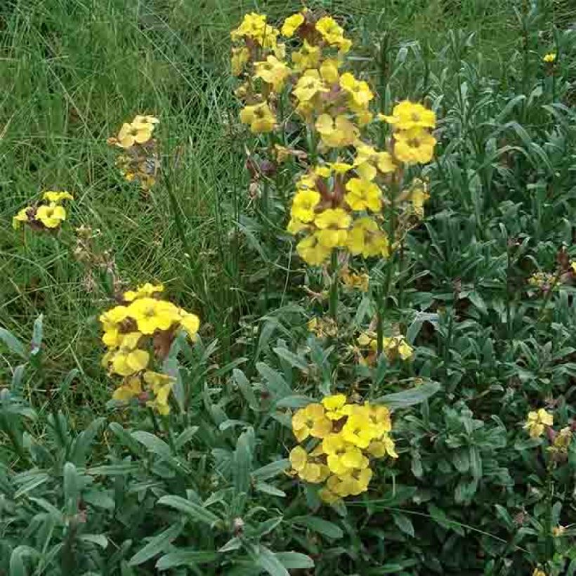 Erysimum Jubilee Gold - Violaciocca (Porto)