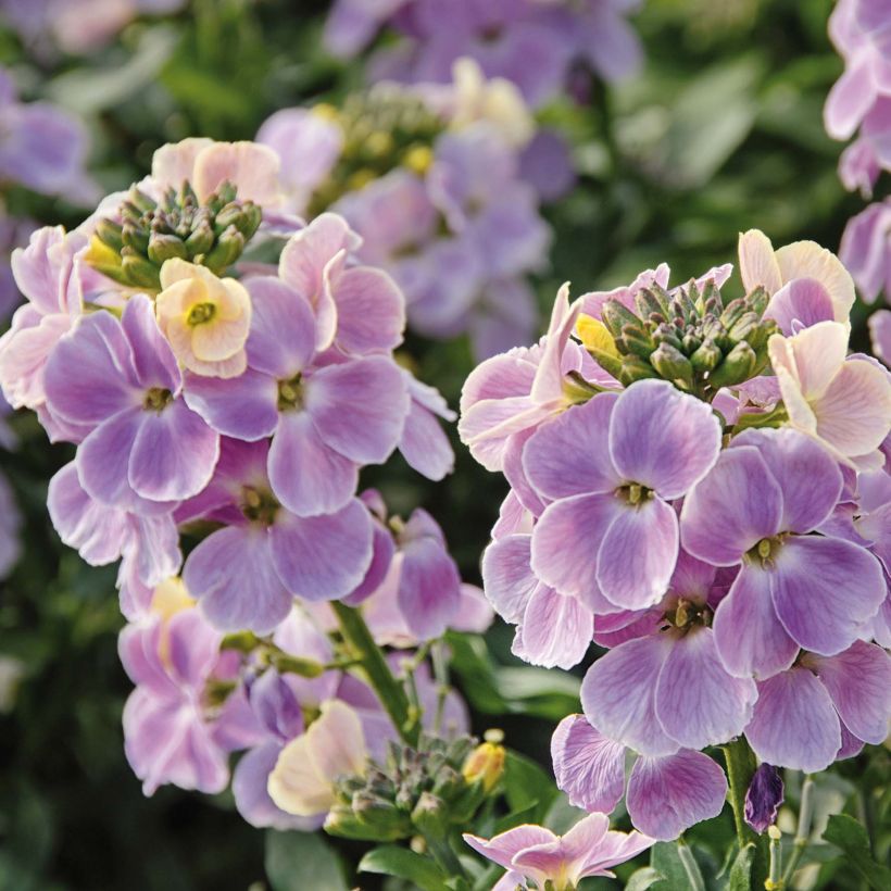 Erysimum WINTER Romance - Violaciocca (Fioritura)