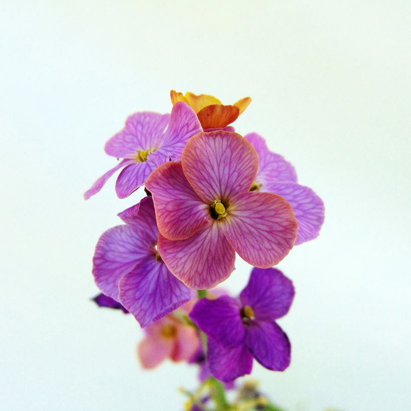 Erysimum linifolium Variegatum - Violaciocca (Fioritura)