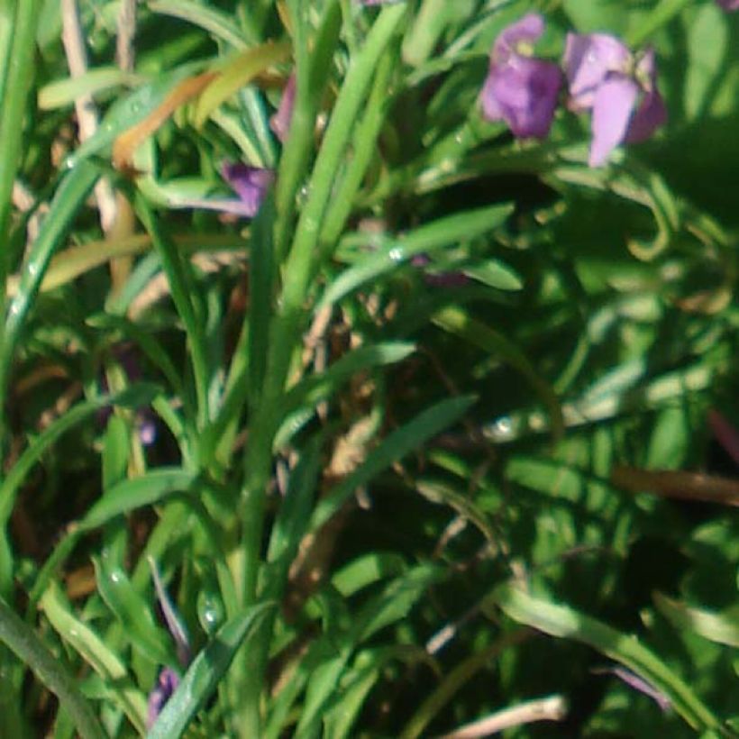 Erysimum Jenny Brook - Violaciocca (Fogliame)